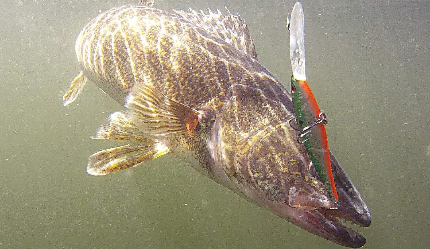 imageBerkley Flicker Minnow Fishing Lure Firetiger 13 oz 3 12in 9cm Crankbaits Realistic Minnow Profile Sharp Dive Curve Gets to Fish Quickly Equipped with Fusion19 Hook