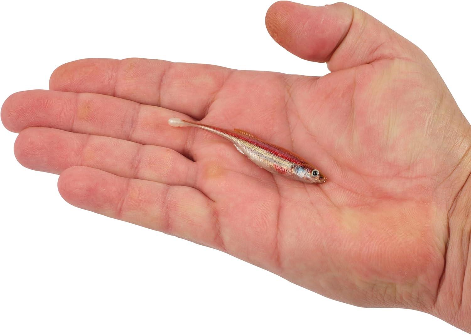 imageBerkley PowerBait Drip Minnow Fishing Soft BaitHD Rainbow Shiner