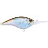 HD Blueback Herring