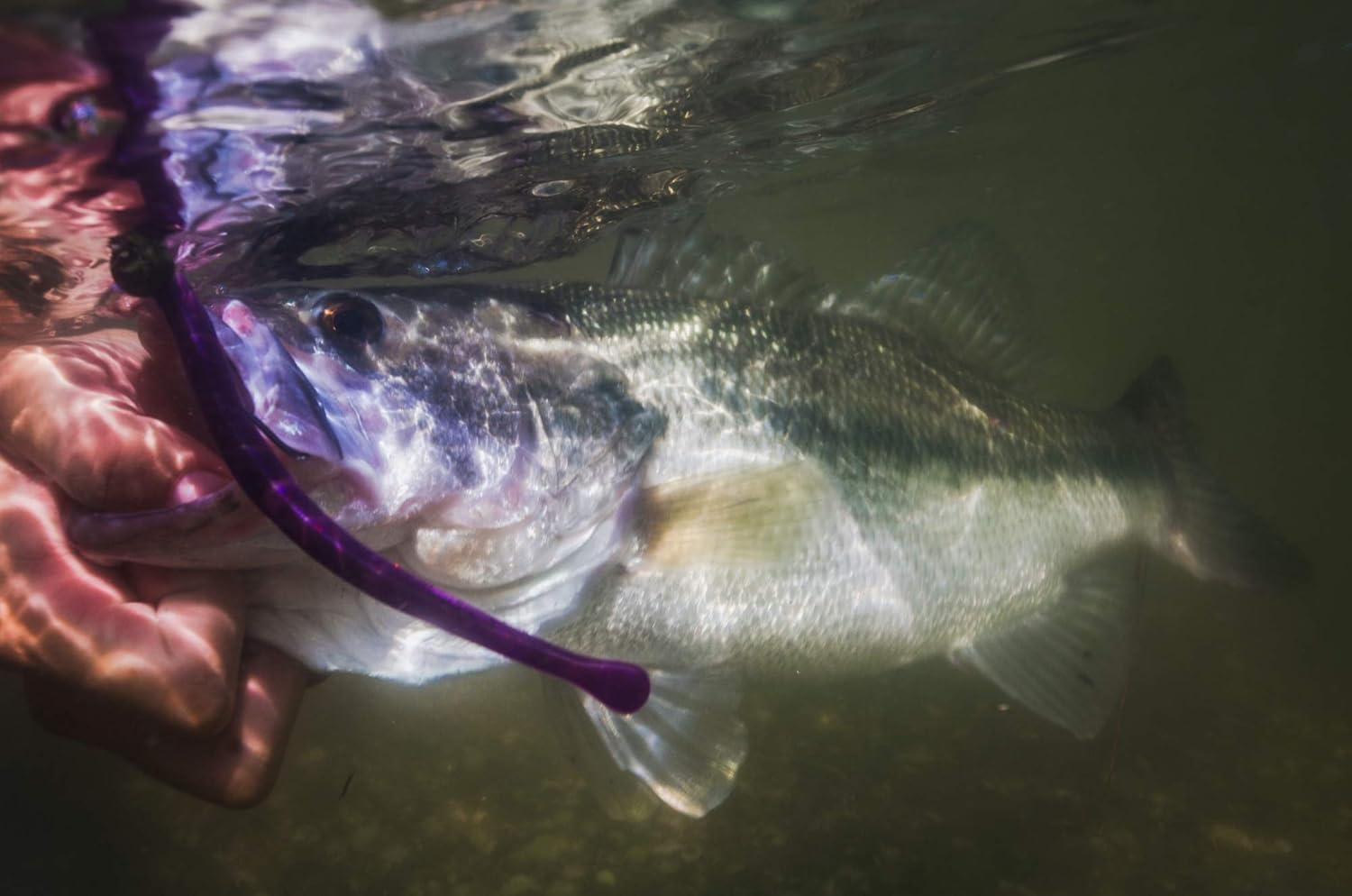 imageBerkley PBSMGreen Pumpkin