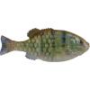 HD Pinfish