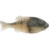 Blue Shiner Gold
